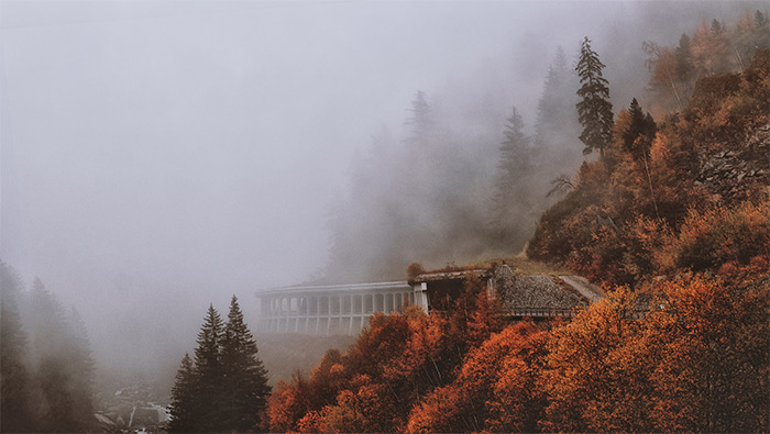 浓雾中的深秋老林超清唯美桌面壁纸图片