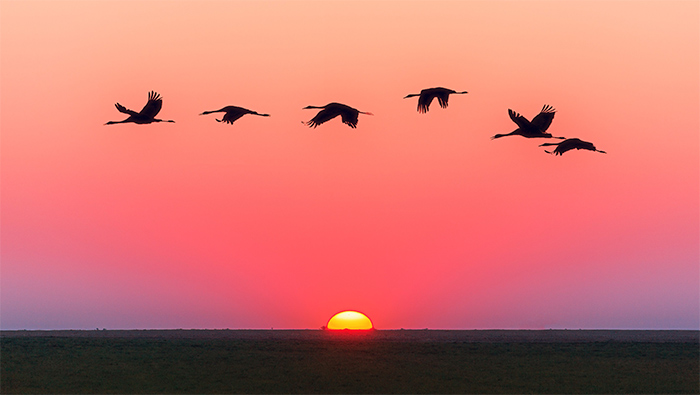 黄昏中天空中飞行的大雁超清为桌面壁纸图片
