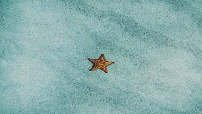 蓝色海底的海星超清唯美桌面壁纸图片