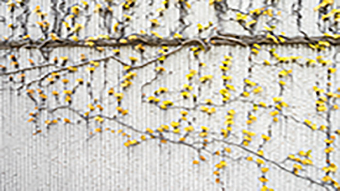 生长在墙上的黄色庞媛植物超清唯美桌面壁纸图片