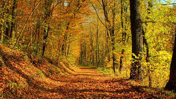 唯美秋天森林风景高清护眼桌面壁纸图片