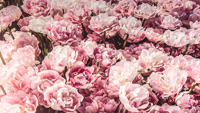 唯美粉色玫瑰高清桌面壁纸图片
