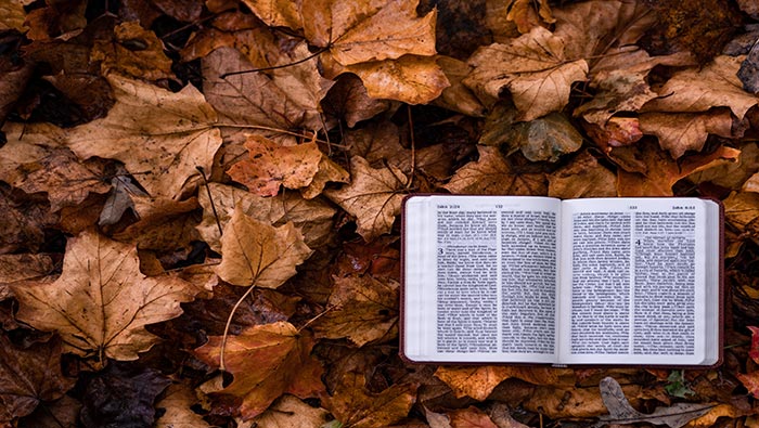 唯美自然秋天落叶与书本风景电脑壁纸图片