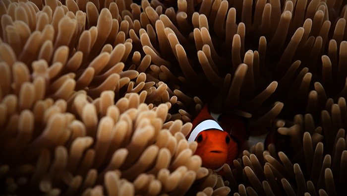 高清海底世界珊瑚礁与小鱼唯美电脑壁纸图片