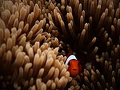 高清海底世界珊瑚