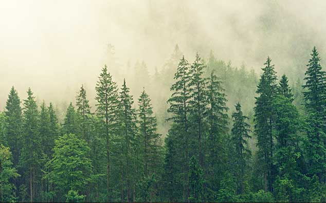 绿色森林朦胧雾气护眼高清电脑壁纸下载