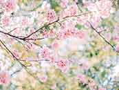 櫻花唯美高清圖片