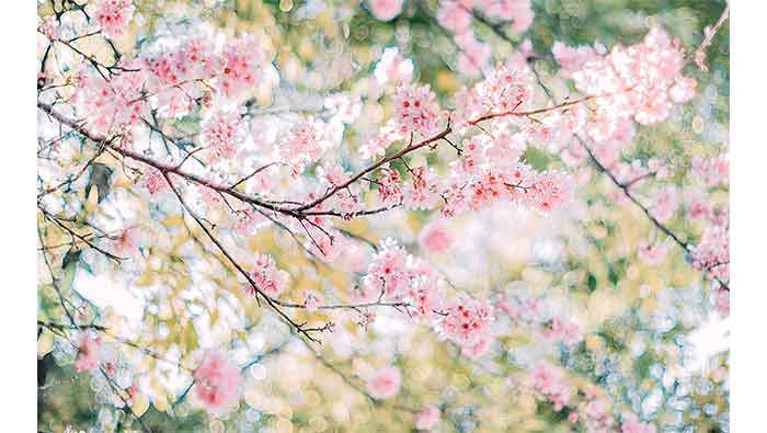 樱花唯美高清图片桌面壁纸