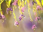 淡紫色花卉小清新