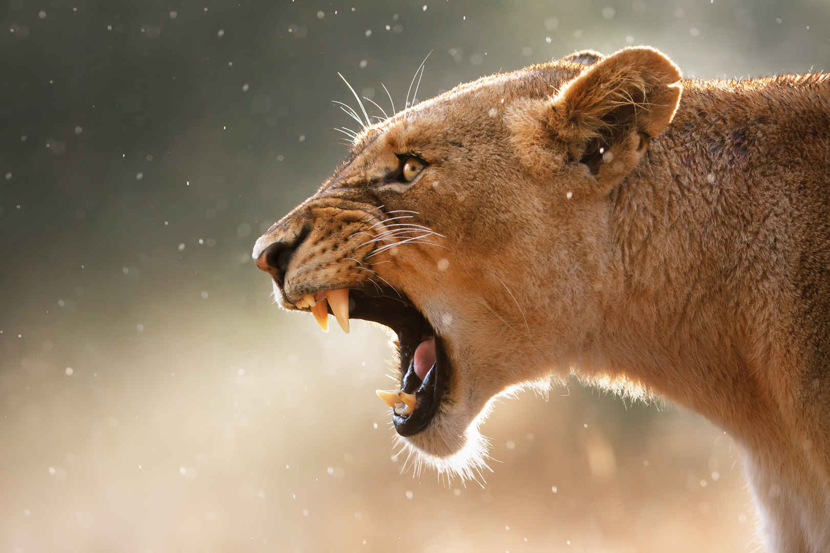 非洲草原母狮子凶猛怒吼吼叫壁纸图片