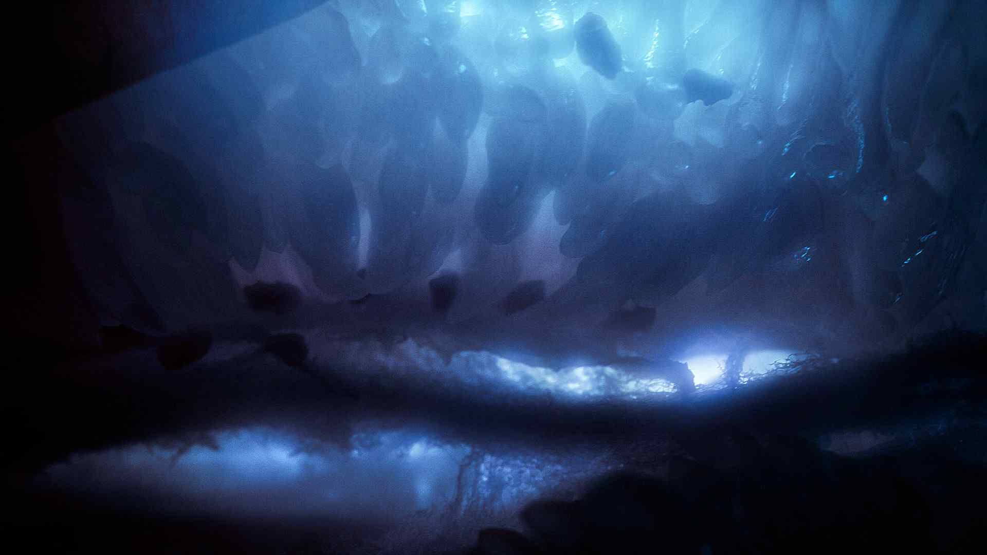 海底世界水母桌面壁纸