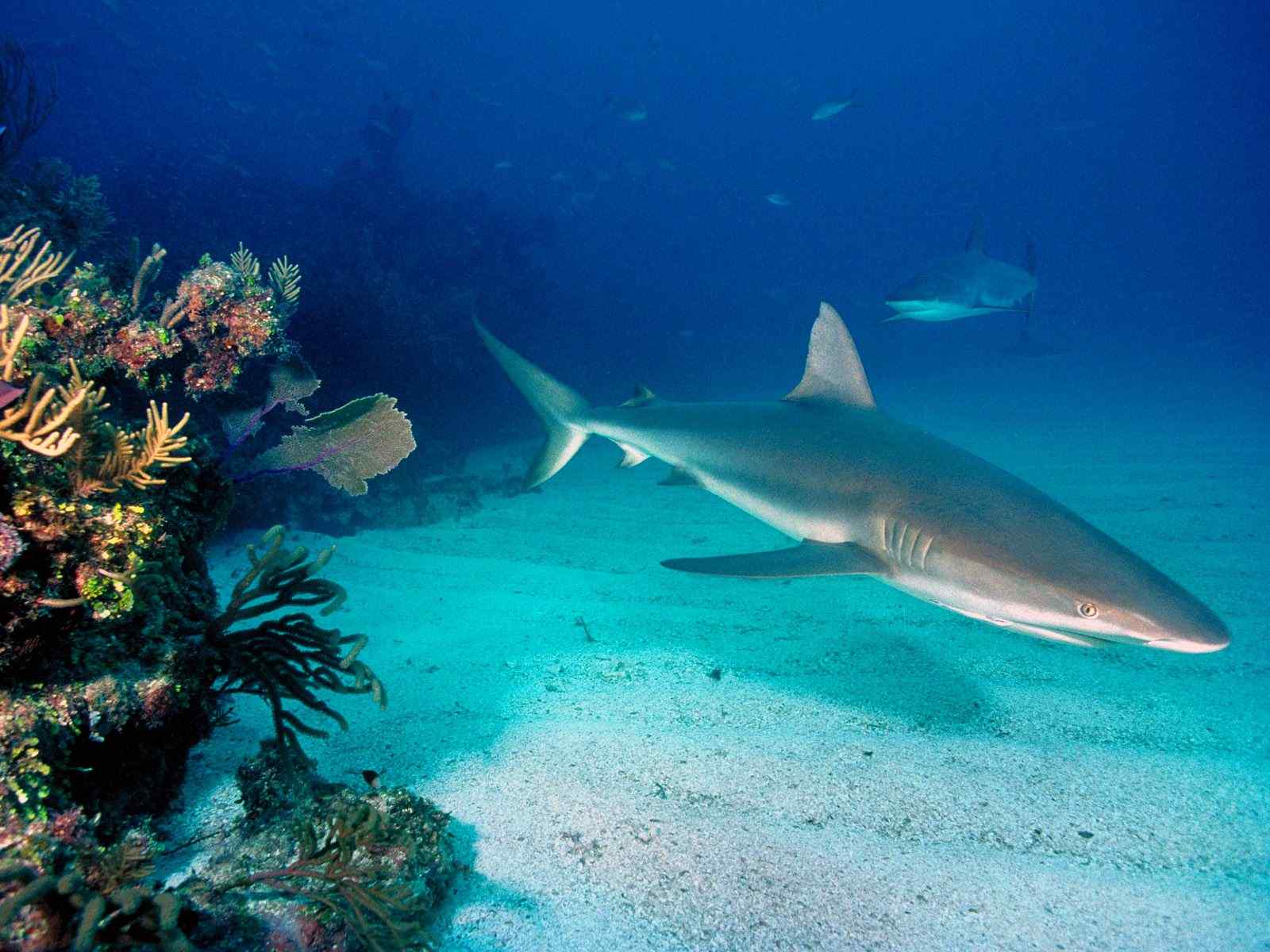 海底鲨鱼摄影壁纸