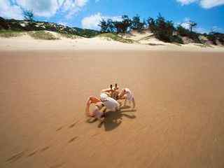 可爱小螃蟹沙滩壁