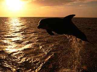 夕阳海面海豚表演