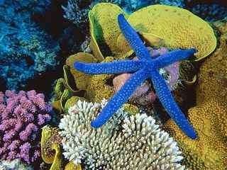珊瑚桌面海星摄影