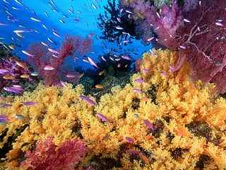 海底世界唯美珊瑚