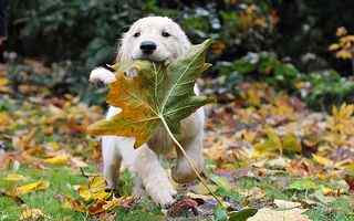 秋季落叶可爱狗狗