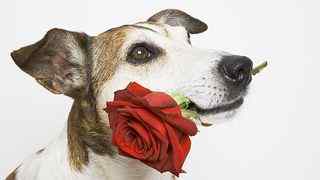 可爱狗狗玫瑰红壁纸