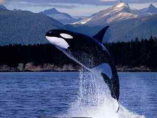 飞跃海豚唯美摄影