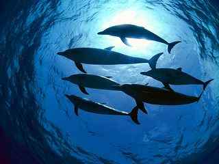 唯美摄影海豚壁纸