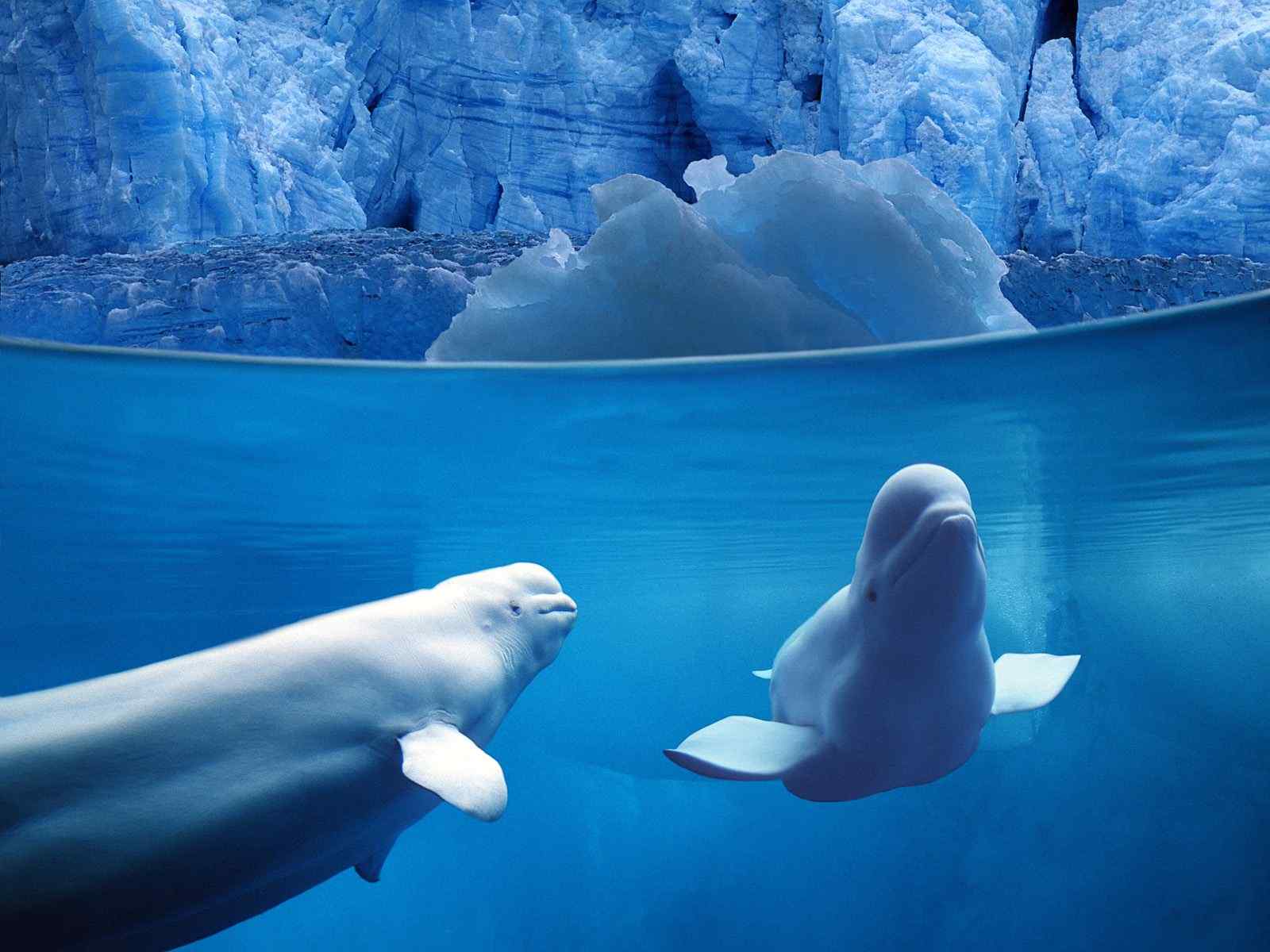 冰川海豚高清桌面壁纸