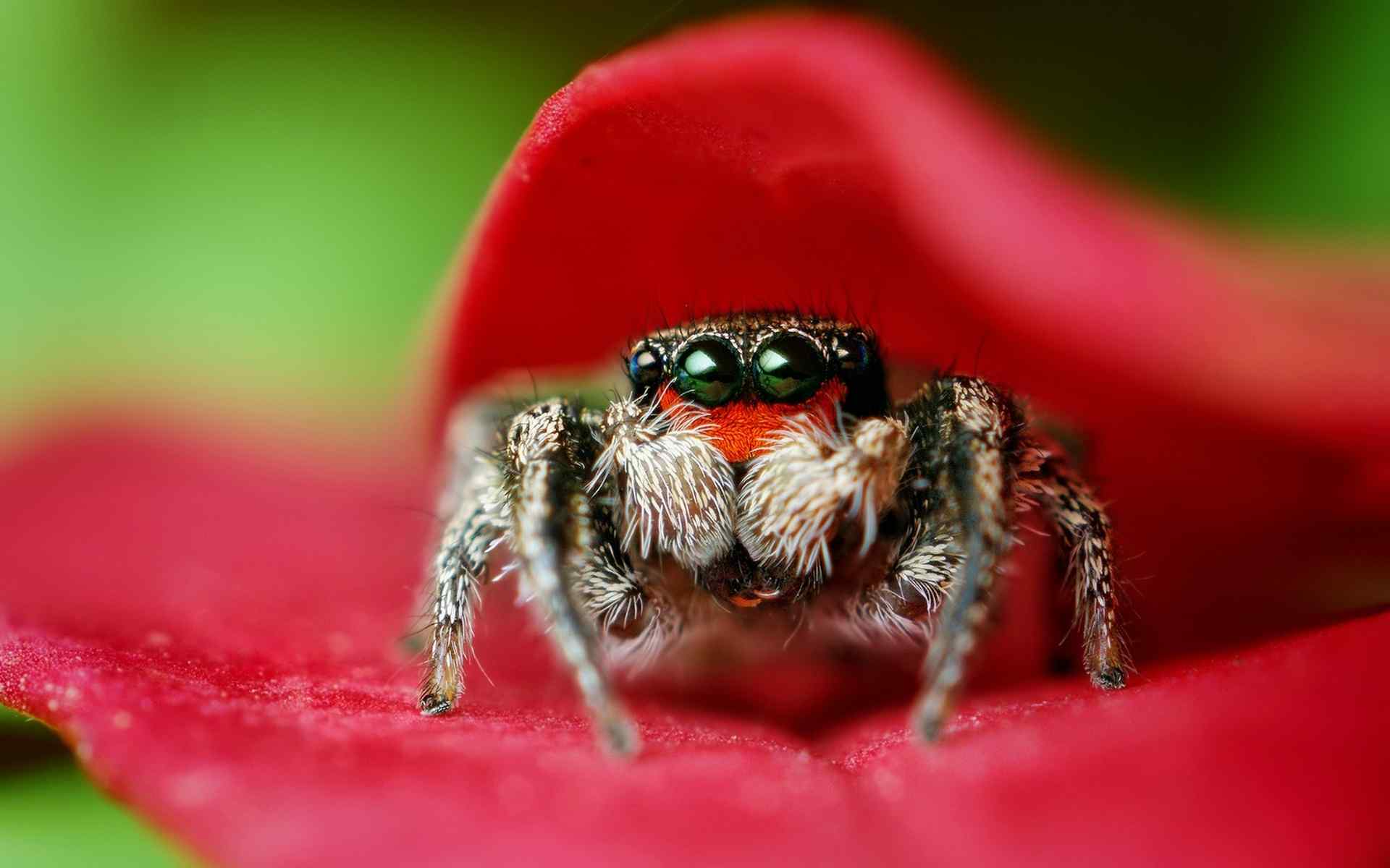 微距蜘蛛红花壁纸