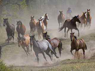 奔跑中的马群摄影