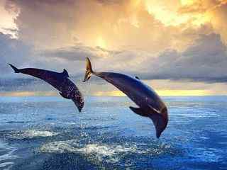 鱼跃海豚唯美摄影壁纸