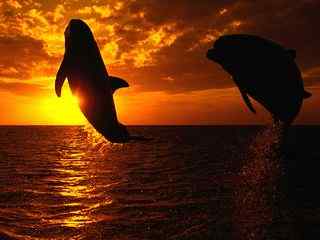 跳跃海豚夕阳壁纸