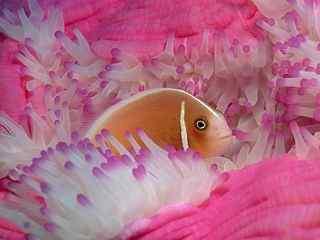 唯美珊瑚草鱼摄影