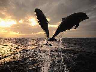 跳跃海豚大海风景壁纸