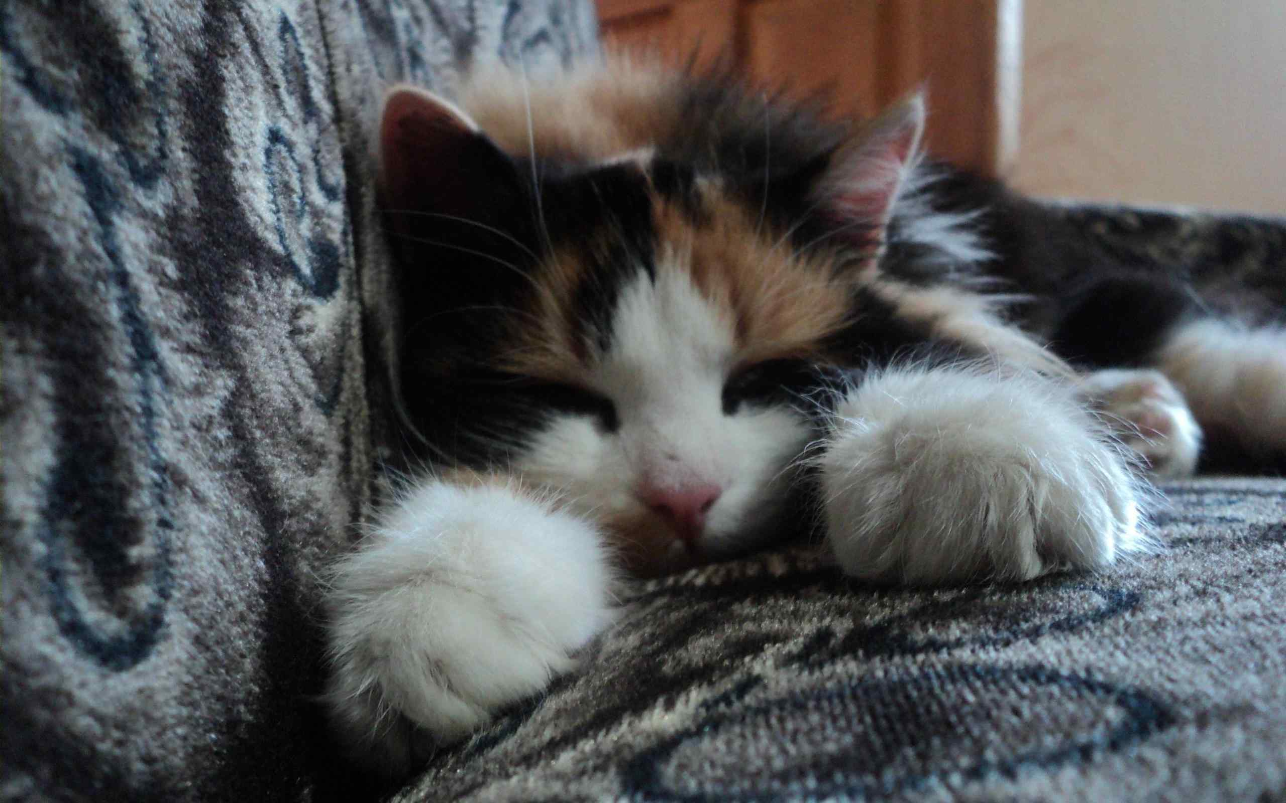 可爱猫咪沙发壁纸