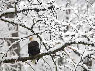 啄木鸟雪景树林壁