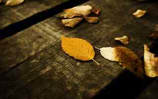 枯木落叶秋色壁纸