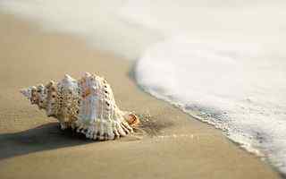 精美海螺沙滩风景壁纸
