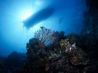 海底世界珊瑚写真