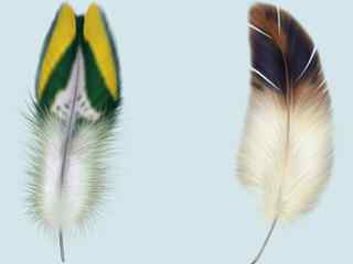 彩色羽毛桌面图标-nice feather