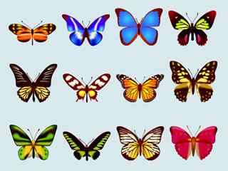可爱的蝴蝶PNG图