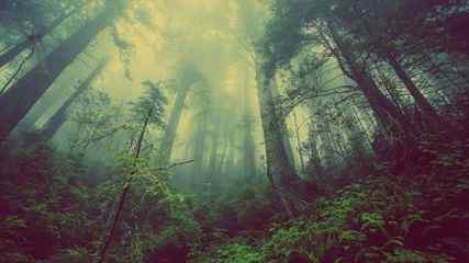 原始森林薄雾初升