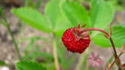 野草莓 Fragaria vesca 果实壁纸（by adyss88）