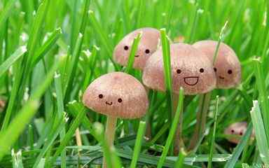 草丛中的小蘑菇壁