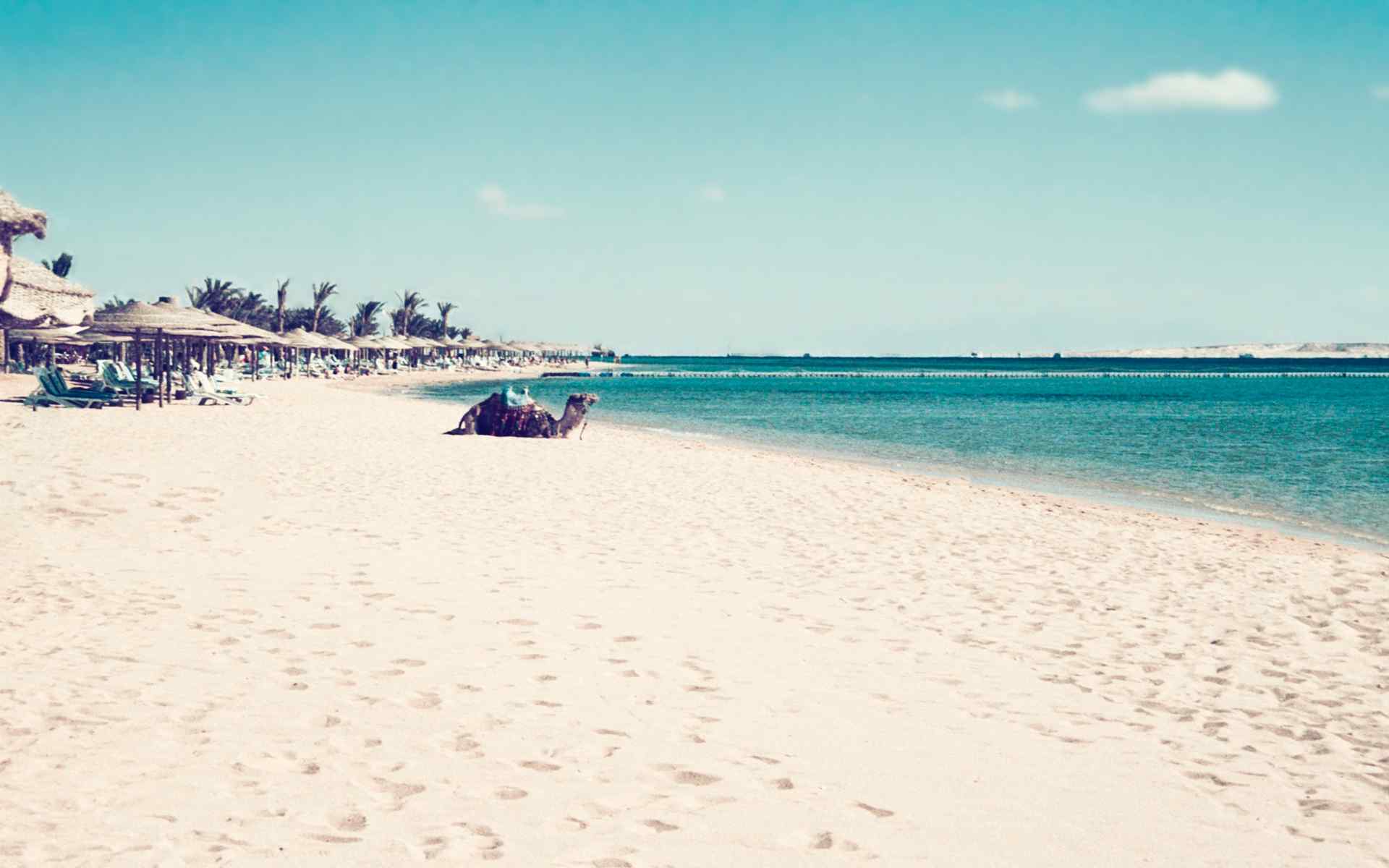 静卧在海湾沙滩上的骆驼壁纸（by xmeerzx）