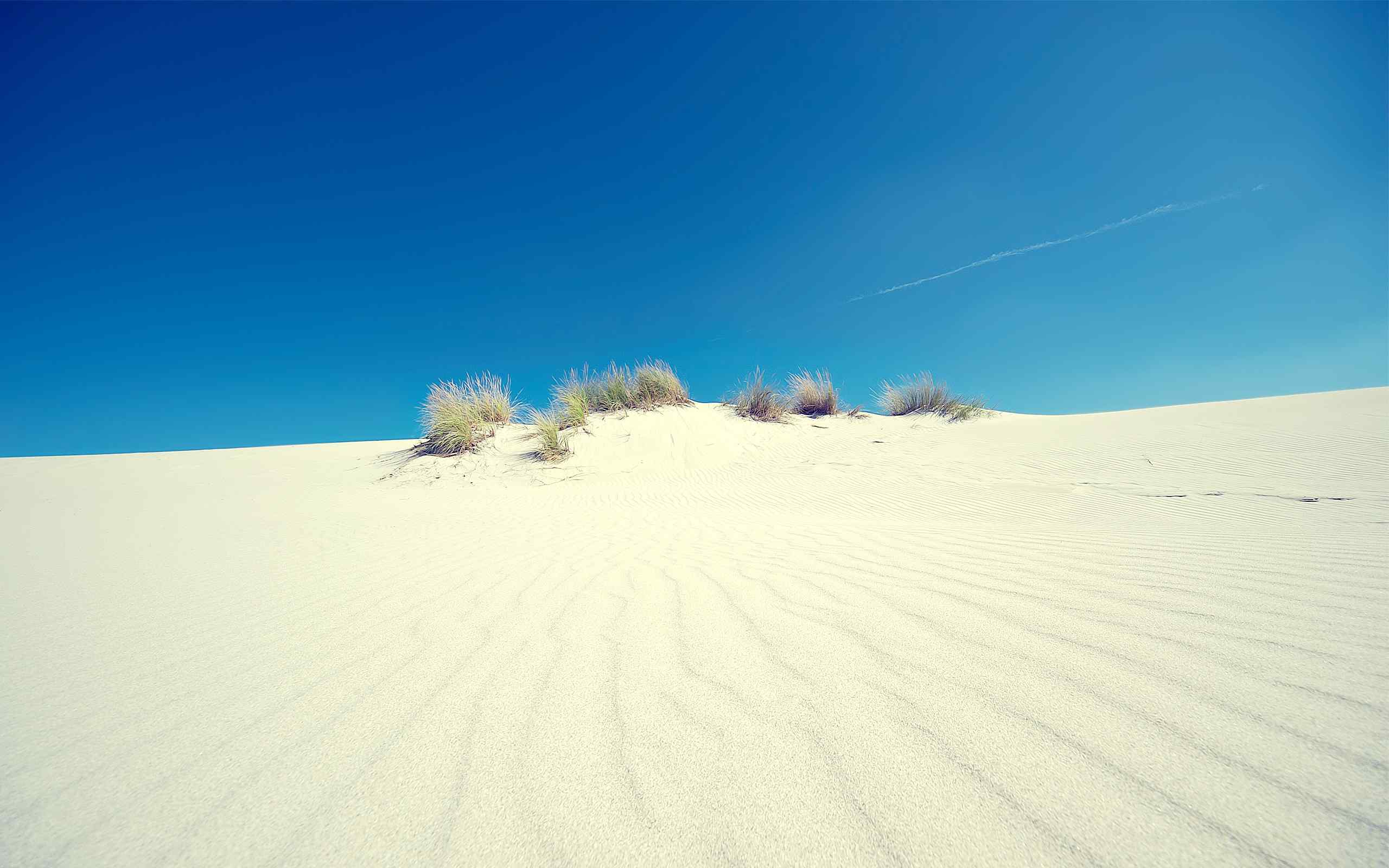 沙漠中的针茅植被壁纸（by bo0xVn）