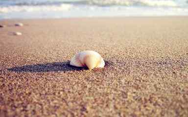 柔软沙滩上的贝壳