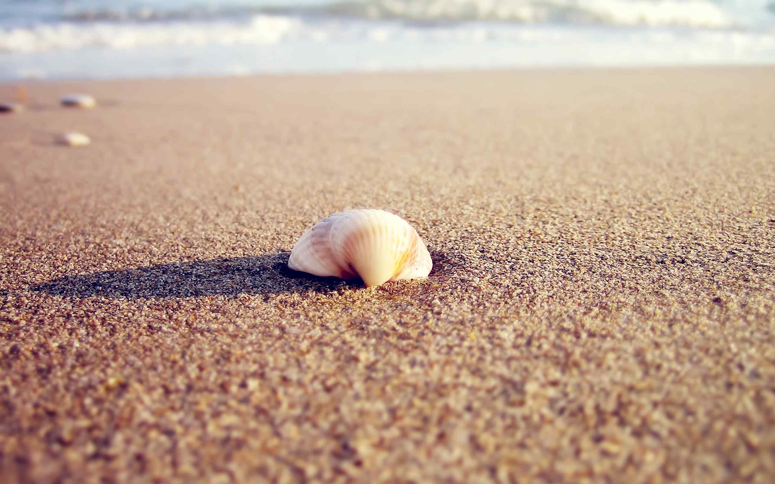 柔软沙滩上的贝壳壁纸（by bo0xVn）