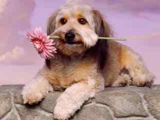 可爱狗狗叼玫瑰高清桌面壁纸
