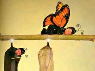  新生蝴蝶可爱桌面壁纸