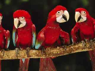 树枝上的四只红色鹦鹉壁纸