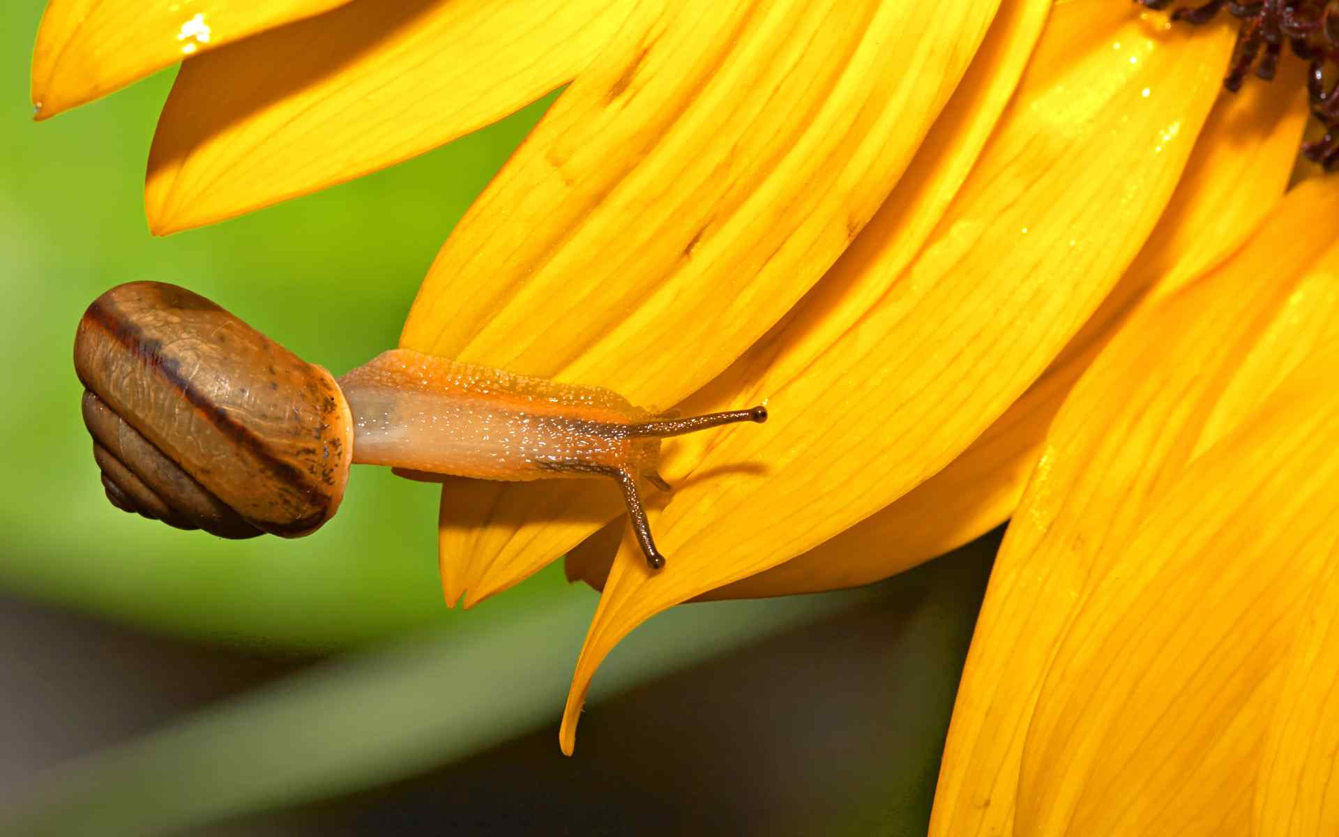  黄色嫩叶上的蜗牛超清晰图片