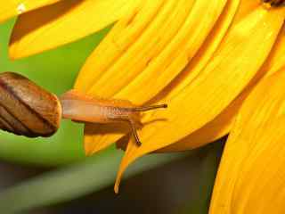  黄色嫩叶上的蜗